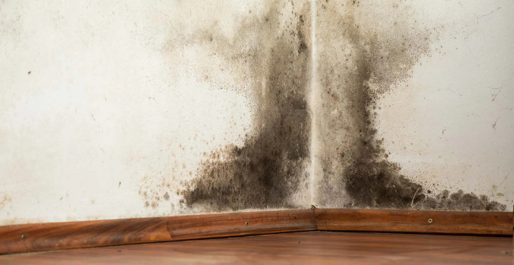 is-black-mold-dangerous