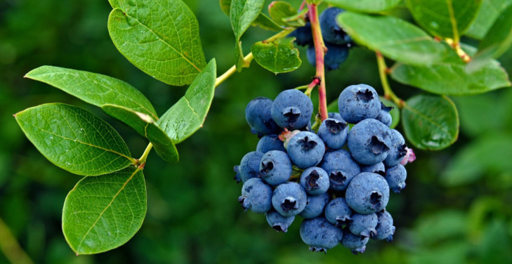 rich-in-antioxidants-blueberry-benefits