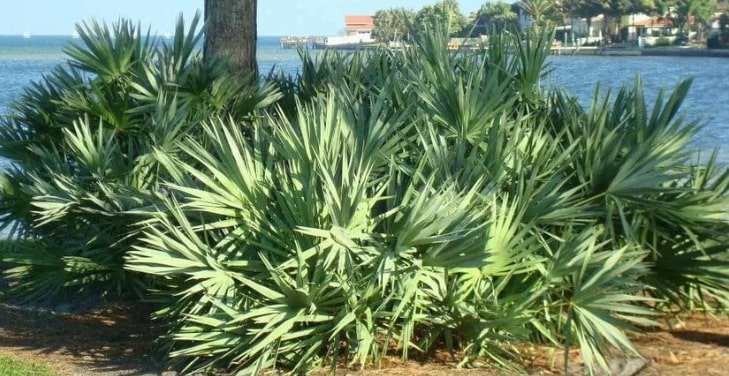saw-palmetto-dangers