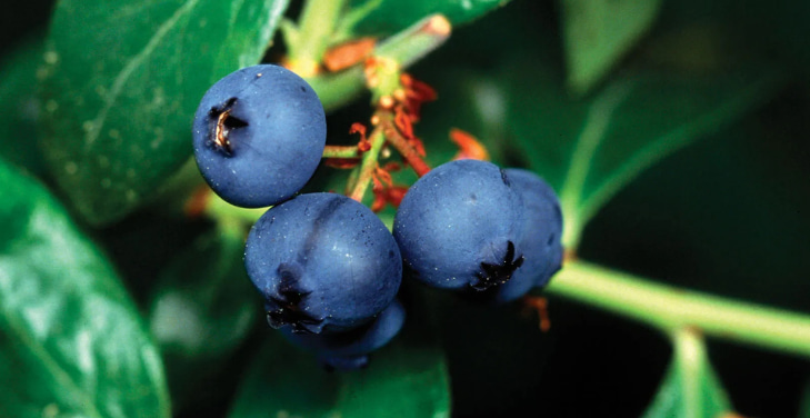 soothe-inflammation-blueberry-benefit