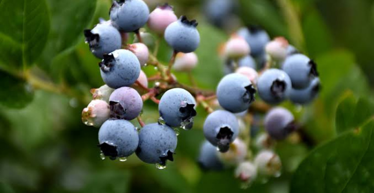 strengthen-bones-blueberry-benefit