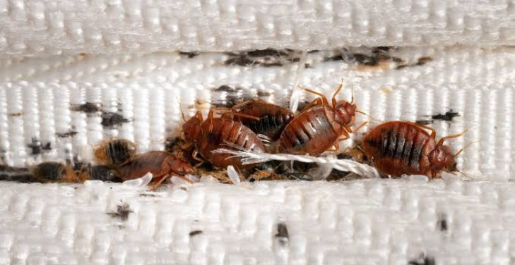 where-do-bed-bugs-come-from