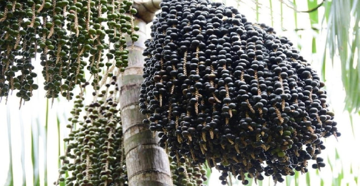 dangers-of-acai-side-effects