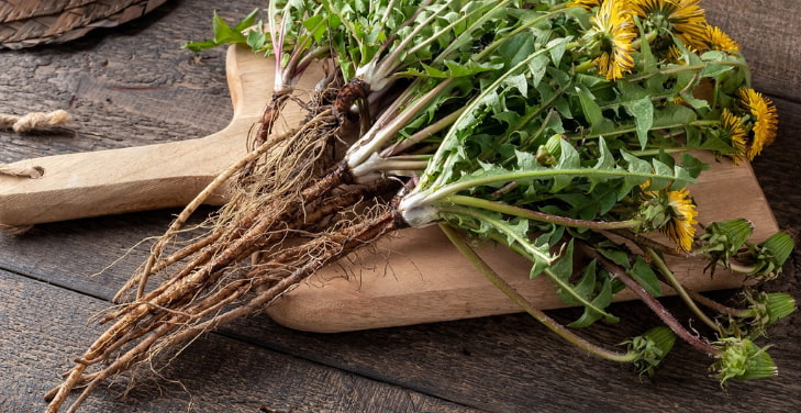 dangers-of-dandelion-root-side-effects dangers-of-dandelion-root-side-effects