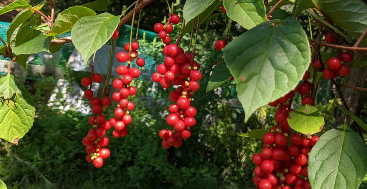 dangers-of-schisandra-side-effects dangers-of-schisandra-side-effects