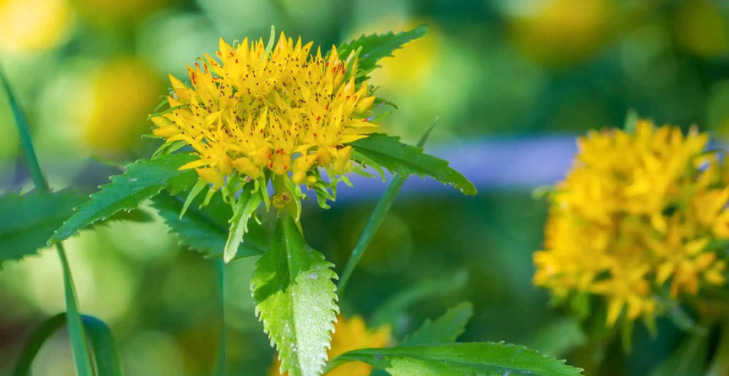 how-much-rhodiola-rosea-per-day