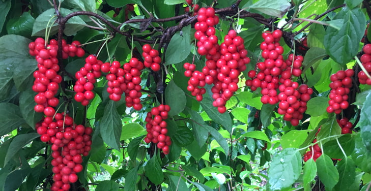 how-much-schisandra-per-day how-much-schisandra-per-day