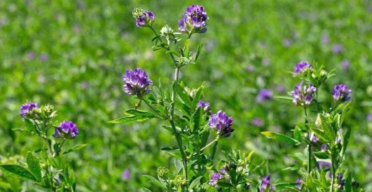 alfalfa