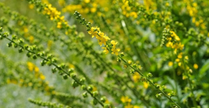 dangers-of-agrimony-side-effects dangers-of-agrimony-side-effects