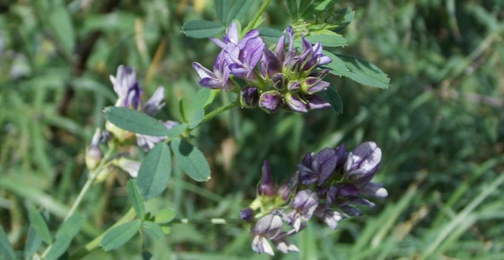 dangers-of-alfalfa