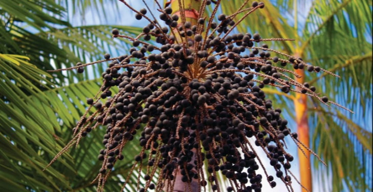 how-much-acai-per-day