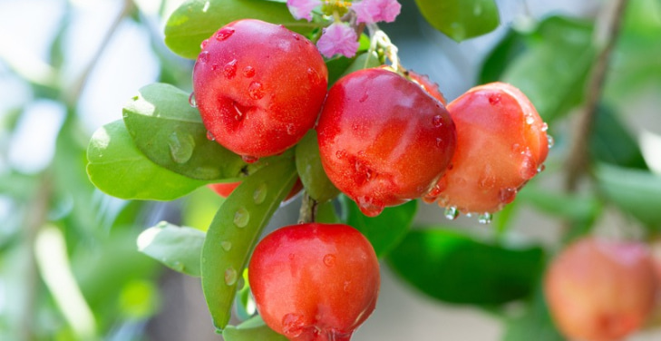 how-much-acerola-per-day
