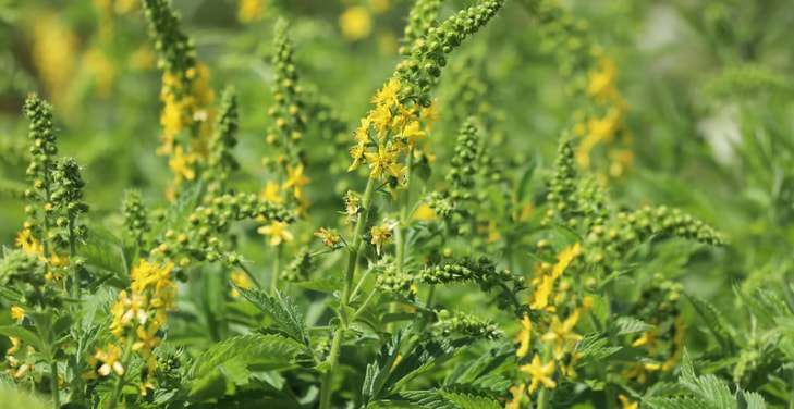 how-much-agrimony-per-day