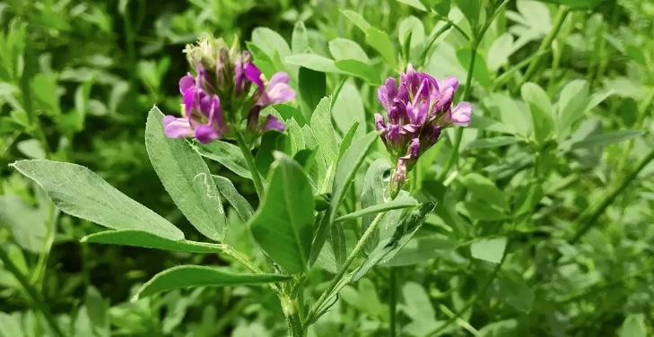 how-much-alfalfa-per-day how-much-alfalfa-per-day